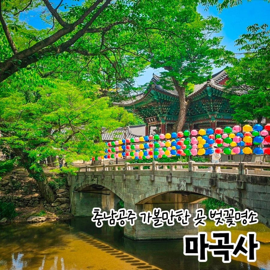충남 공주 마곡사 벚꽃 가볼만한곳 당일치기여행