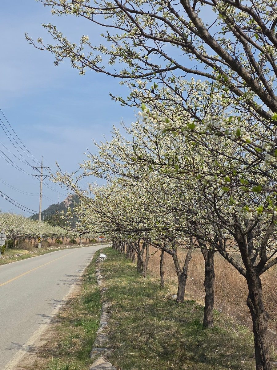 강원도 고성 숨은 맛집, 원조학야리막국수 내돈내산 후기 사진 3