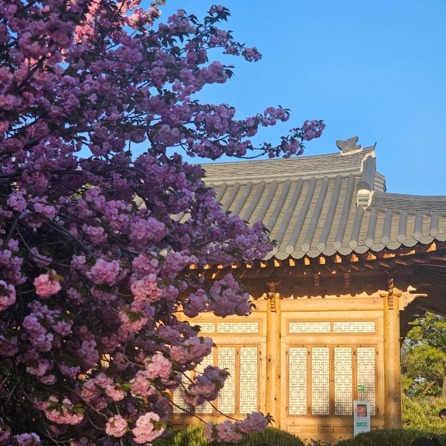 국회의사당 사랑재 겹벚꽃 명소, 2025년 실시간 만개 후기와 주차 정보 사진 6
