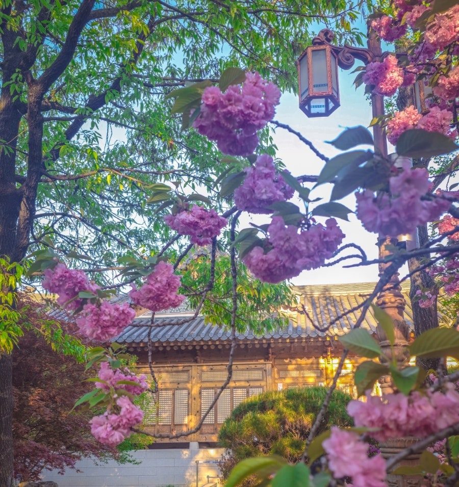 국회의사당 사랑재 겹벚꽃 명소, 2025년 실시간 만개 후기와 주차 정보