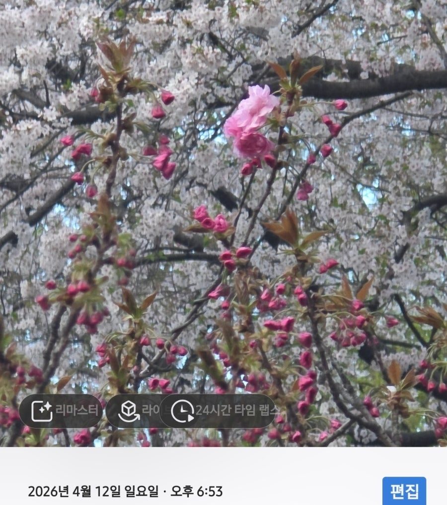 서울 겹벚꽃 명소 총정리 — 보라매공원·국회의사당 사랑재·여의도 시범아파트 사진 4