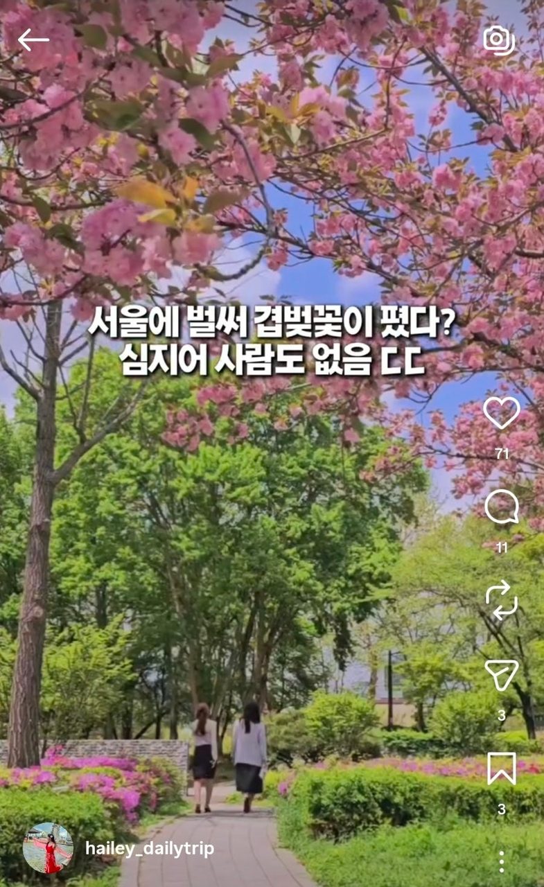 서울 겹벚꽃 명소 총정리 — 보라매공원·국회의사당 사랑재·여의도 시범아파트 사진 6