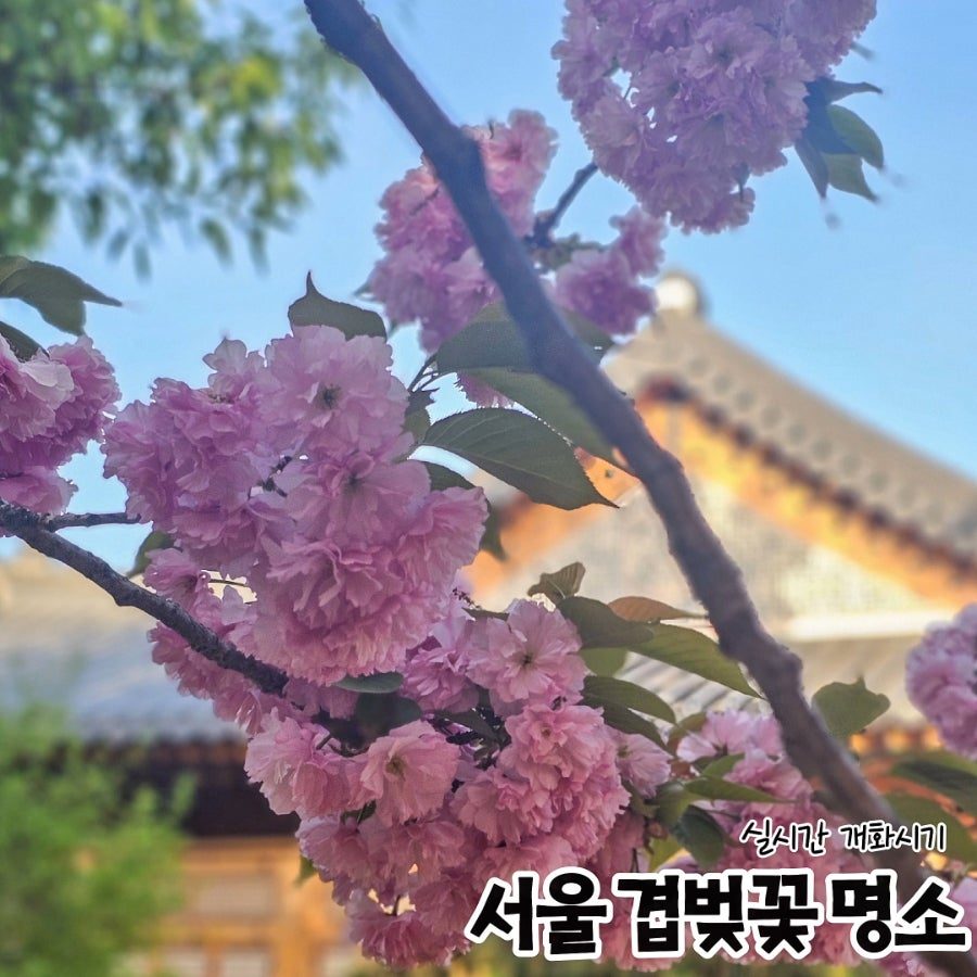 서울 겹벚꽃 명소 총정리 — 보라매공원·국회의사당 사랑재·여의도 시범아파트
